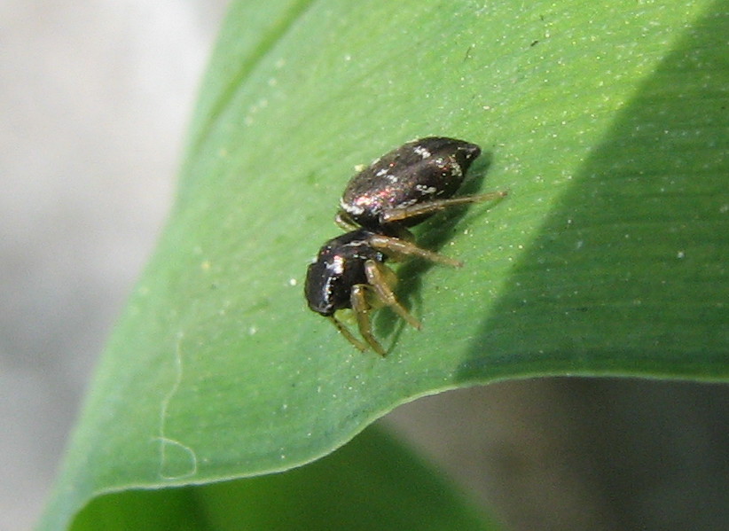 Heliophanus sp.